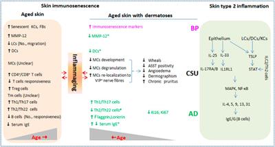 Skin Immunosenescence and Type 2 Inflammation: A Mini-Review With an Inflammaging Perspective